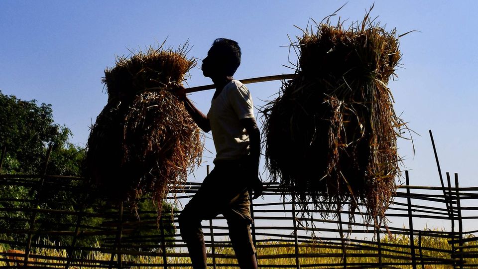 Goalpara, Assam, Indien. Ein Farmer trägt seine Ernte auf der Schulter.