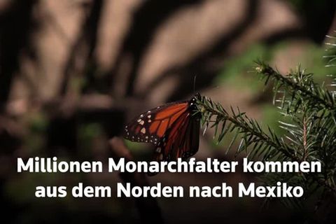 Video: Sie sind wieder da: Monarchfalter in Mexiko