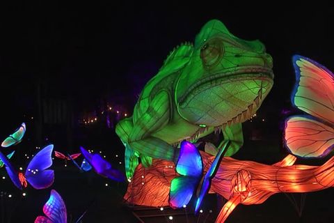 Belgien: 22.500 LEDs im Einsatz: Tierische Lightshow begeistert Zoobesucher