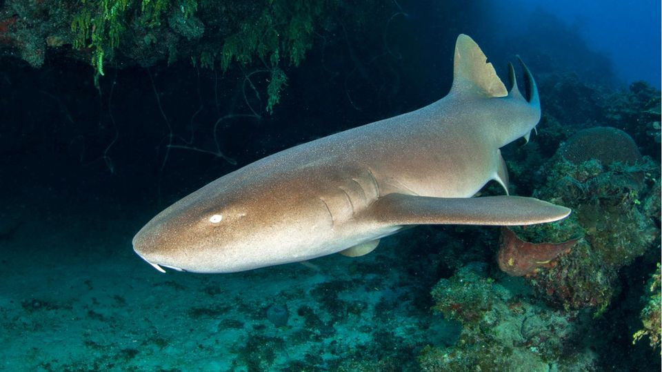 Unterwasserkameras zeigen: Ammenhaie werden beim Fressen zu überraschenden Akrobaten