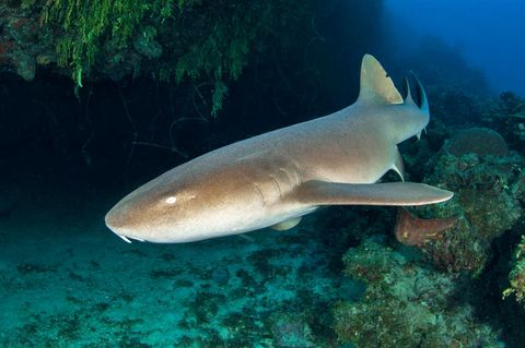 Unterwasserkameras zeigen: Ammenhaie werden beim Fressen zu überraschenden Akrobaten