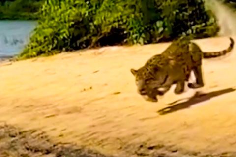 Beeindruckende Raubkatze: Kaiman im Blick: Hungriger Jaguar gibt plötzlich Gas und setzt zum Sprung an