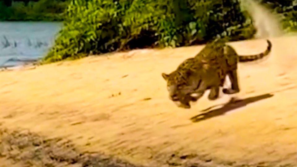 Beeindruckende Raubkatze: Kaiman im Blick: Hungriger Jaguar gibt plötzlich Gas und setzt zum Sprung an