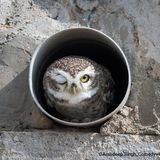 Ein junger Nachwuchsfotograf schoss dieses Foto einer zwinkernden Eule.