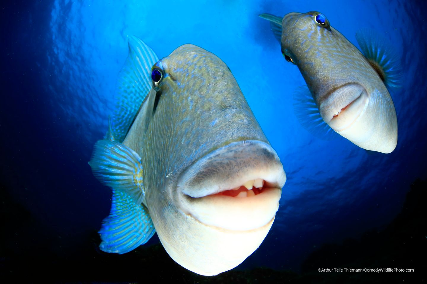 Unter Wasser wurden diese Fische ganz zutraulich – das reichte für Platz 1 in der Kategorie "Unter Wasser".