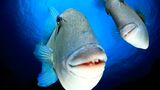 Unter Wasser wurden diese Fische ganz zutraulich – das reichte für Platz 1 in der Kategorie "Unter Wasser".