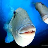 Unter Wasser wurden diese Fische ganz zutraulich – das reichte für Platz 1 in der Kategorie "Unter Wasser".