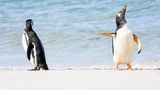 Das Publikum hat sich für diesen Pinguin mit scheinbar eindeutiger Geste entschieden.