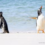 Das Publikum hat sich für diesen Pinguin mit scheinbar eindeutiger Geste entschieden.