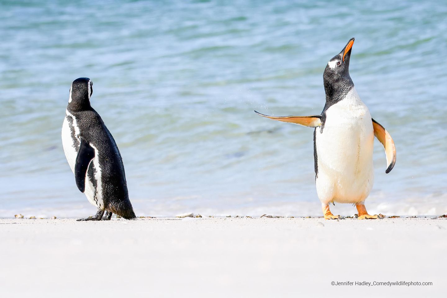 Das Publikum hat sich für diesen Pinguin mit scheinbar eindeutiger Geste entschieden.