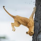 Dieser junge Löwe konnte sich mit seiner Bruchlandung den ersten Platz schnappen und zudem Gewinner in der Kategorie "Land" werden.