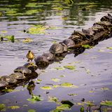 Du bist eine Ente, aber willst keine nassen Füße haben? Dafür gibt es doch eine Lösung!
