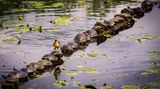 Du bist eine Ente, aber willst keine nassen Füße haben? Dafür gibt es doch eine Lösung!