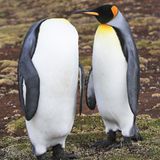 Den Kopf verloren hat scheinbar dieser Pinguin.