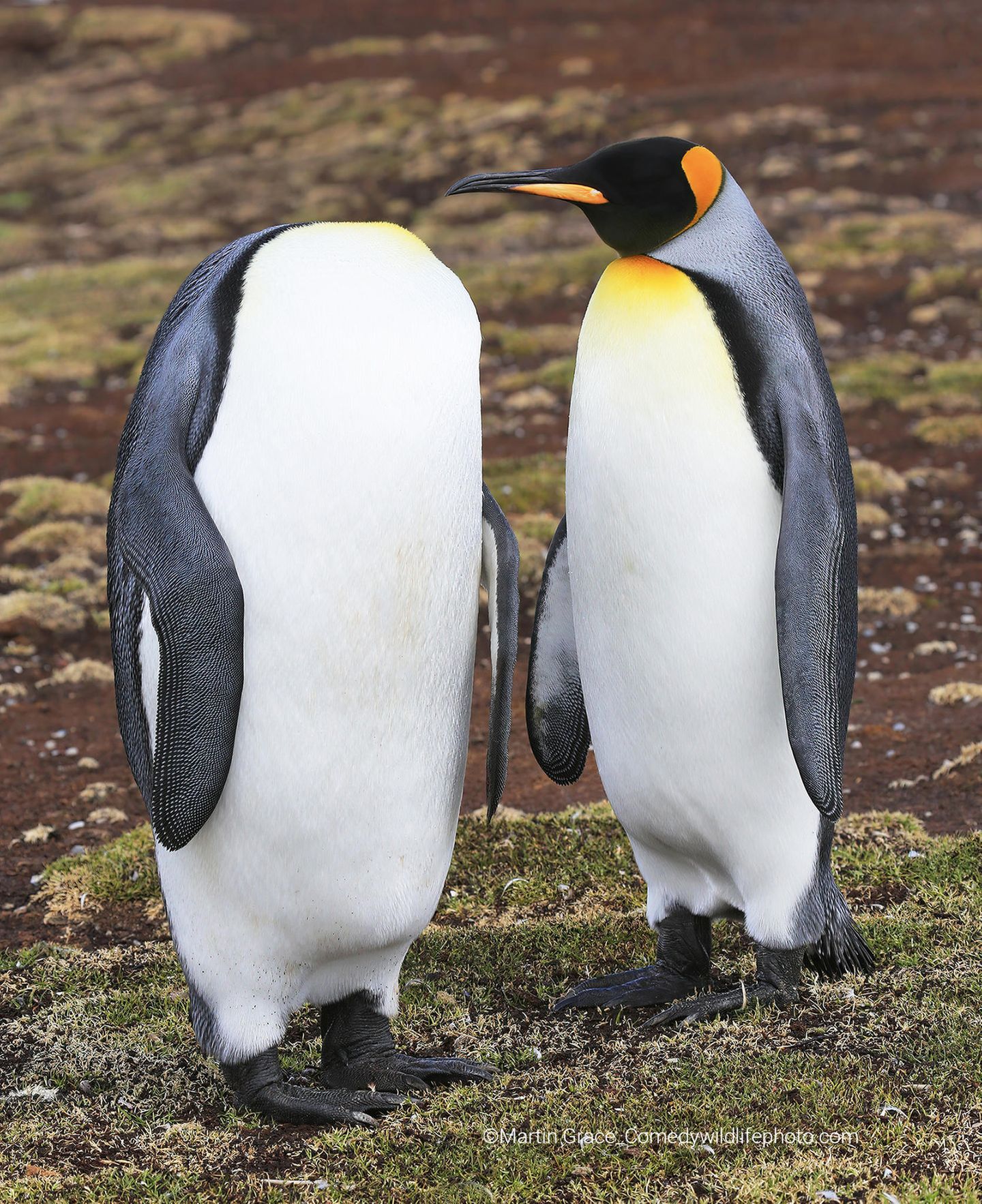 Den Kopf verloren hat scheinbar dieser Pinguin.