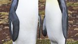 Den Kopf verloren hat scheinbar dieser Pinguin.