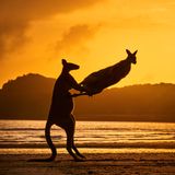 Ist es Tanz oder Karate? Dabei sind Kängurus doch vor allem fürs Boxen berühmt!