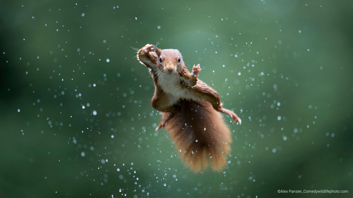 Marvel oder DC? Dieses Eichhörnchen hat sich festgelegt.