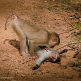 "Da will man einmal nur in Ruhe schlafen.." Denkste, mit diesem Foto werden die beiden Affen aber immerhin berühmt.