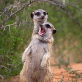 Zumindest auf diesem Foto lebt er noch.