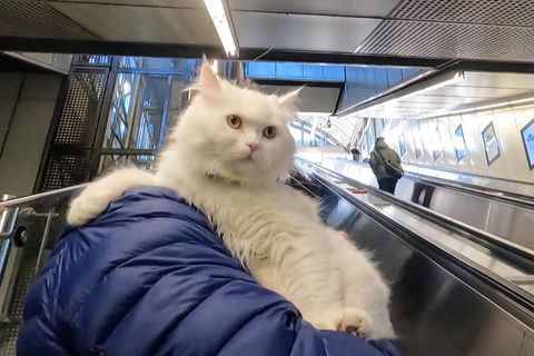 Außergewöhnlicher Vierbeiner: Ein Kater mit einem ungewöhnlichen Hobby: Simbad liebt es, U-Bahn zu fahren