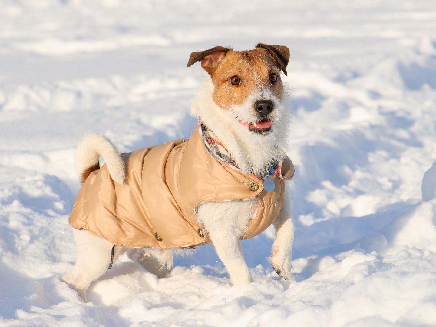Hundemantel aus Fleece: Warum das Tragen im Winter sinnvoll ist | STERN.de