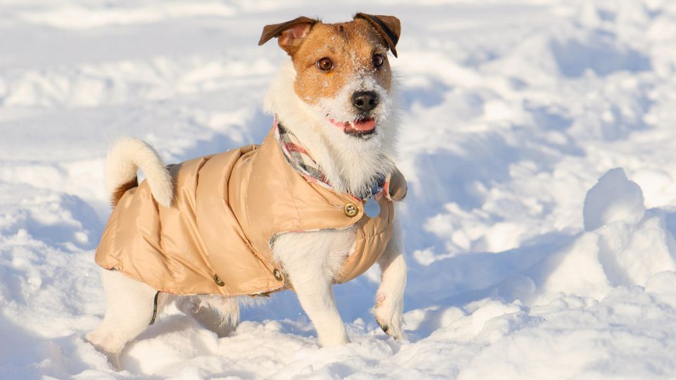 Verspielter Hund trägt warmen Mantel im Schnee