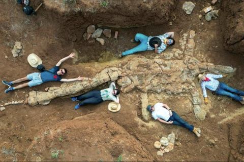 Der entdeckte Plesiosaurus