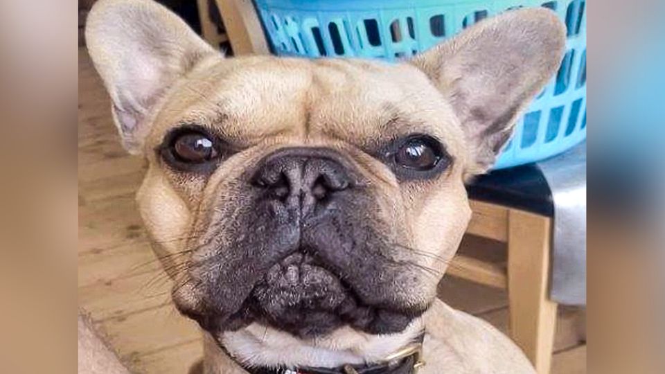 Ecstasy in Bagger versteckt: Hundefoto lässt Drogenschmuggler auffliegen