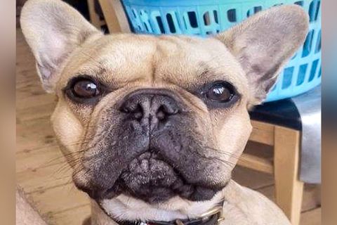 Ecstasy in Bagger versteckt: Hundefoto lässt Drogenschmuggler auffliegen