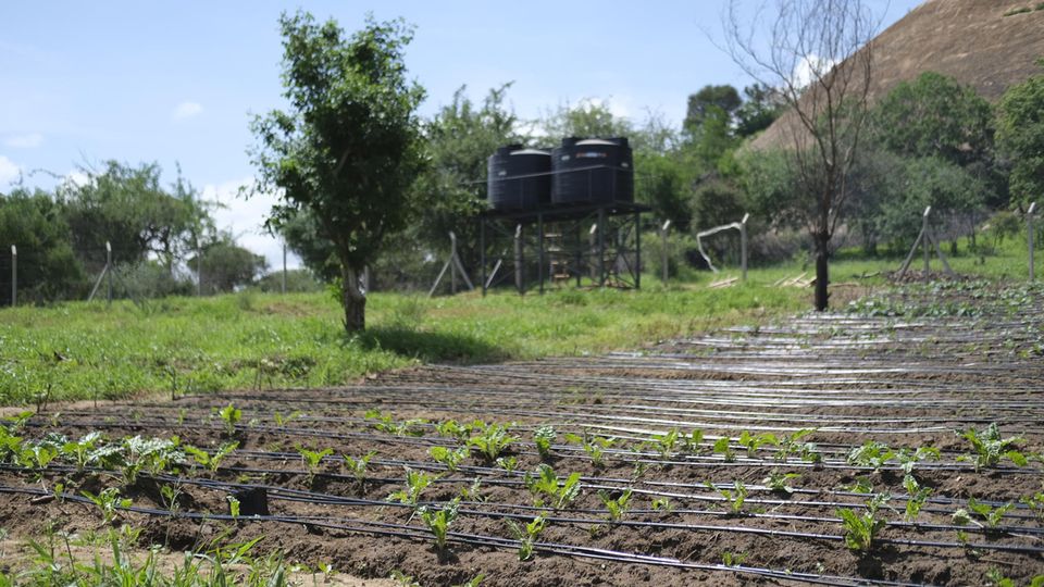 Die Hoffnung wächst: Die ersten Sämlinge sprießen auf dem Agrar-Versuchsfeld mitten in Kinakoni