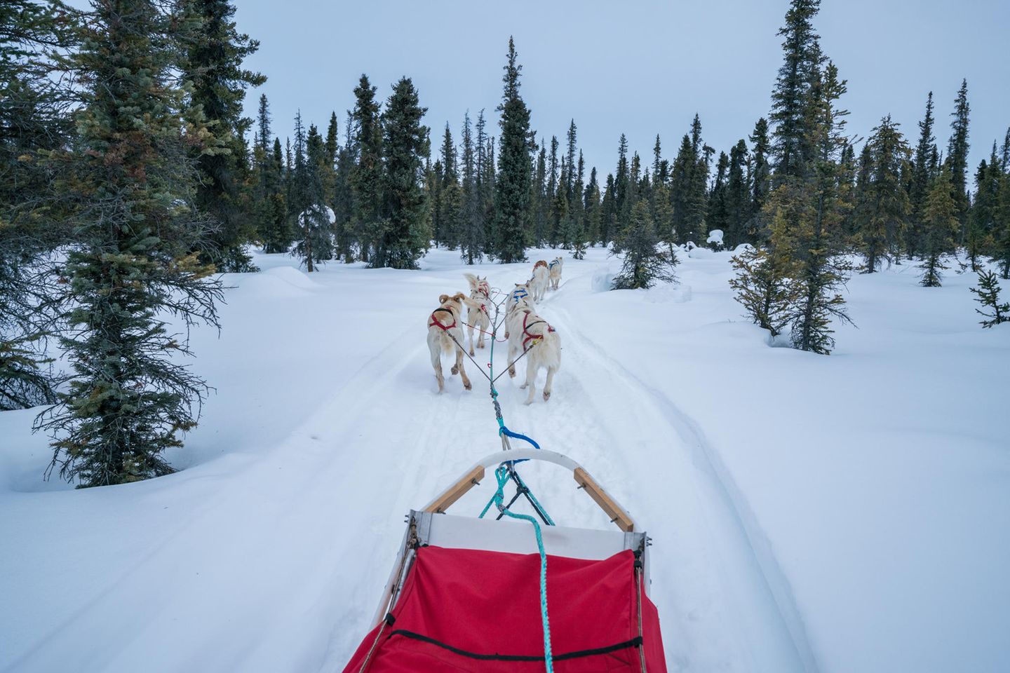 Schlittenhunde ziehen einen Schlitten durch Coldfoot Alaska
