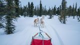 Schlittenhunde ziehen einen Schlitten durch Coldfoot Alaska