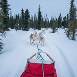 Schlittenhunde ziehen einen Schlitten durch Coldfoot Alaska