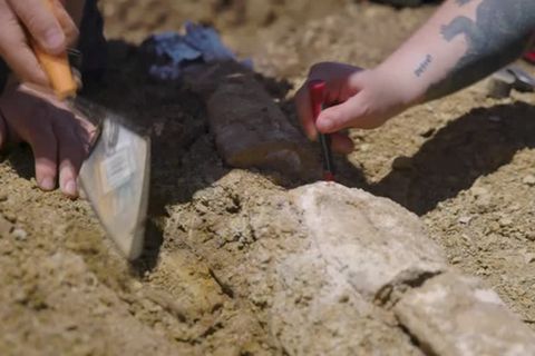 Australien: Langhalsiges Meeresreptil: Forscher entdecken seltenes Dinosaurier-Skelett