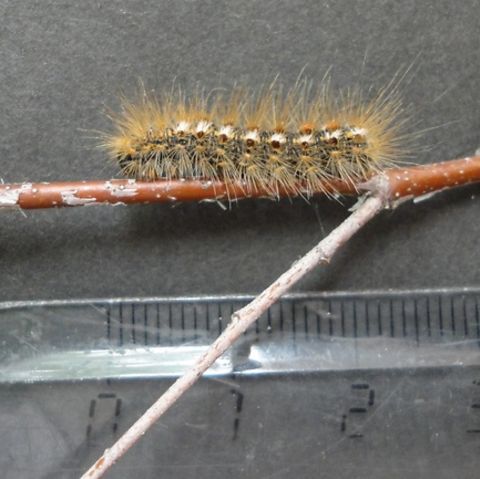 Eine ältere Goldafter-Raupe (Euproctis chryshorroea) 