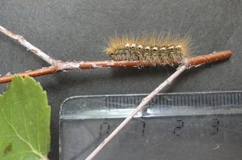 Eine ältere Goldafter-Raupe (Euproctis chryshorroea) 