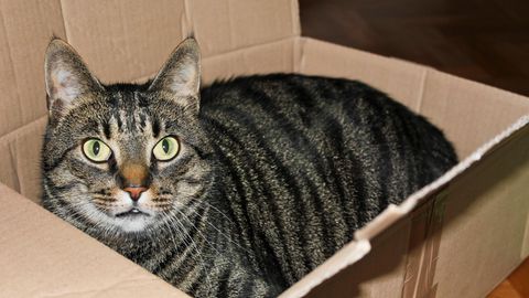 Eine Katze sitzt in einem Karton