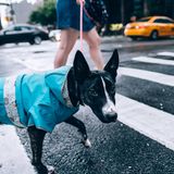 Ein Hund läuft über einen Zebrastreifen in New York.