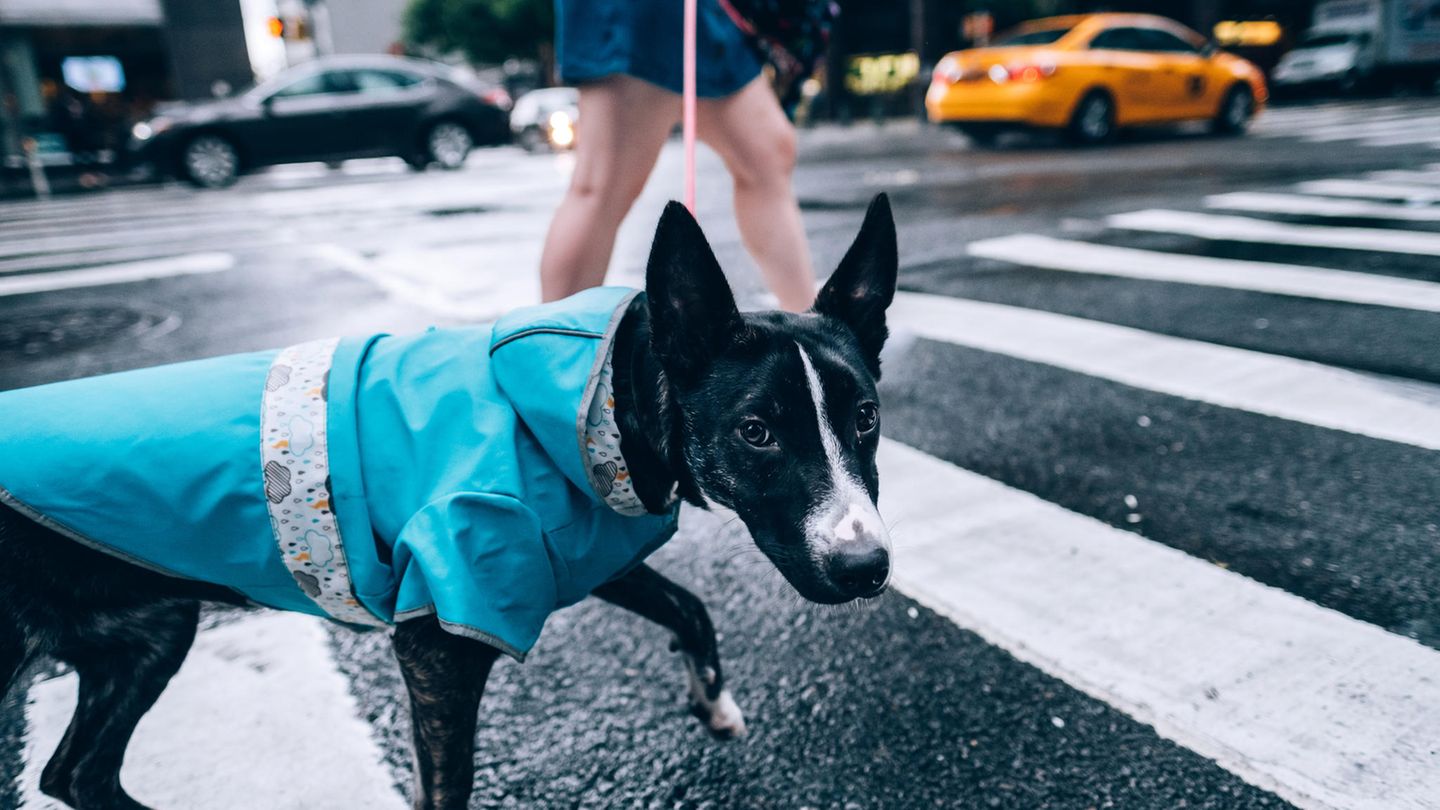 Ein Hund läuft über einen Zebrastreifen in New York. Ein Hund läuft über einen Zebrastreifen in New York.