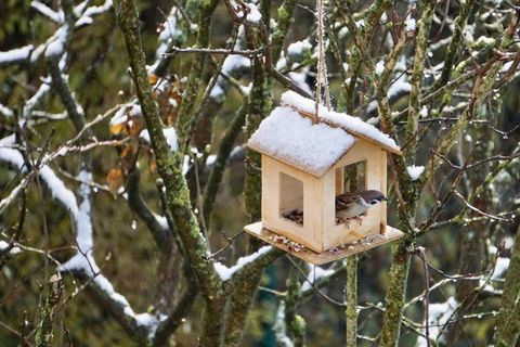 Gartenmonat Dezember: Sperling sitzt in selbst gebautem Vogelhäuschen