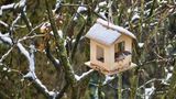 Gartenmonat Dezember: Sperling sitzt in selbst gebautem Vogelhäuschen