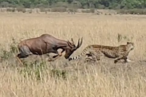 Jagd im Video: Antilopen-Mutter rettet ihr Baby vor wilden Geparden