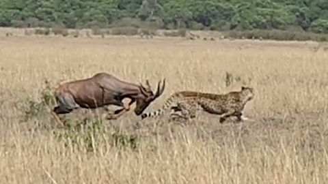Jagd im Video: Antilopen-Mutter rettet ihr Baby vor wilden Geparden