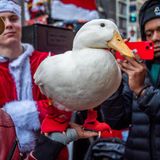 Teilnehmer der SantaCon halten eine Ente in den Händen