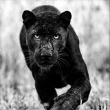 Ein Schwarzer Panther schaut direkt in die Kamera