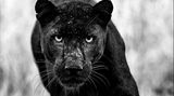 Ein Schwarzer Panther schaut direkt in die Kamera