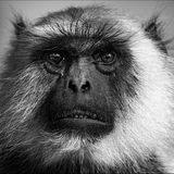 Ein Affe schaut etwas irritiert in die Kamera