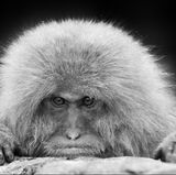 Ein Affe legt seinen Kopf auf einem Stein ab und schaut mürrisch in die Kamera