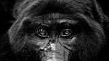 Ein Gorilla im Porträt